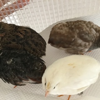 ヒメウズラ　４羽