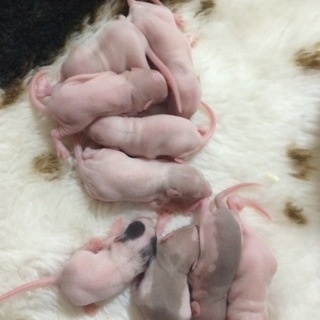 ラットの赤ちゃん里親募集