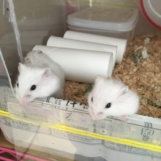 ハムスター里親様募集☆