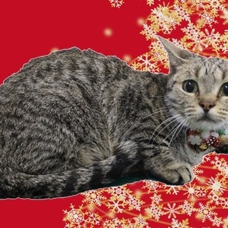 マンチカンの女の子