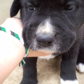 黒の食欲旺盛な男の子