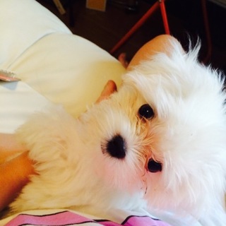 人が大好きなマルチーズ♂のラブです！