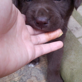 茶色の甘えん坊な男の子