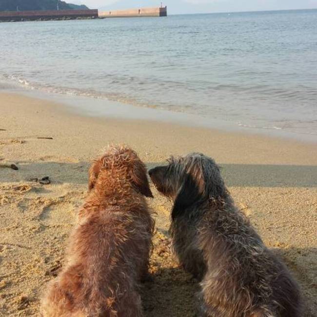 るーく。のカバー写真