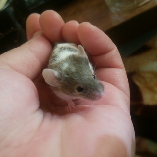 ファンシーマウスベビー里親募集。