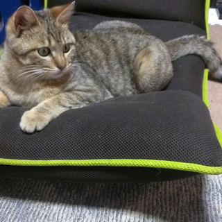 キジトラ・♂・およそ１歳