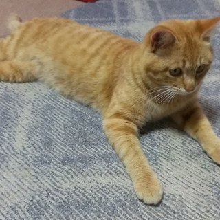 茶トラ・♂・およそ１歳