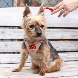 ヨークシャテリアのケイトちゃん