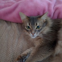 フィノ君