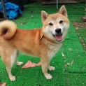 柴犬の次郎くん