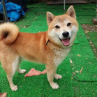 柴犬の次郎くん