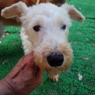 ミニチュアシュナウザーのアースくん