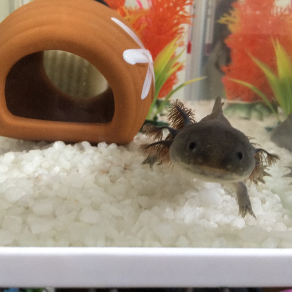 ゆきちのカバー写真