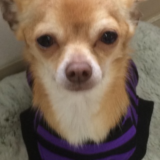 スムースチワワのライチ君は１歳の男の子です、