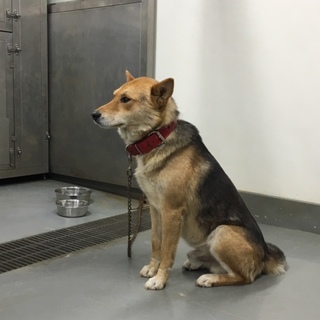 既に人になれている、イケメン野犬のばらお君！