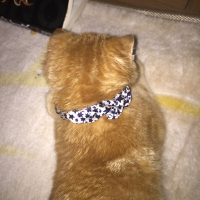 yuka3928のカバー写真