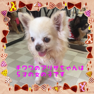 チワワのアリサちゃんは穏やかな甘えん坊さんです。