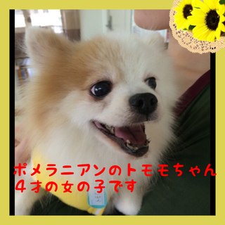 ポメラニアンのトモモちゃんは可愛い女の子です。