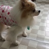 ポメラニアンのトモモちゃんは可愛い女の子です。 サムネイル4