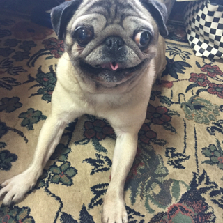 人が大好きなパグちゃん