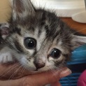 サバトラ子猫