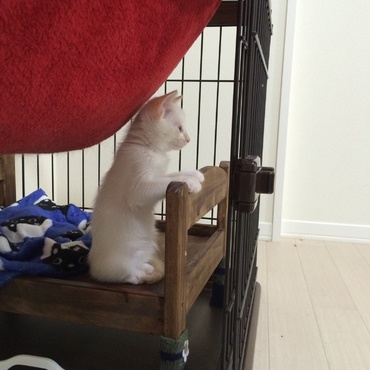 視線の先は…クックおにいちゃん！