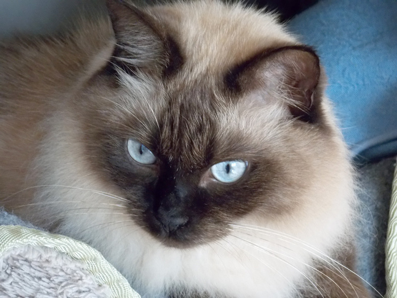 プリッツエル王子