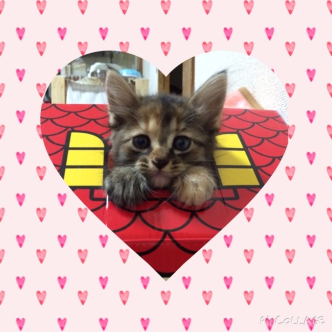 はな0517のカバー写真