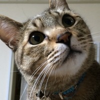 りく