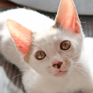 ちょっぴりお転婆な女の子✿三毛ちゃんです♡