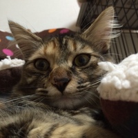 もこ