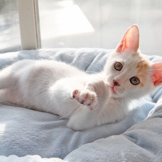 とってもおっとりな女の子✿白三毛ちゃんです♡