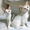 とってもおっとりな女の子✿白三毛ちゃんです♡ サムネイル4