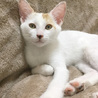 とってもおっとりな女の子✿白三毛ちゃんです♡ サムネイル3