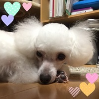 ぷりん
