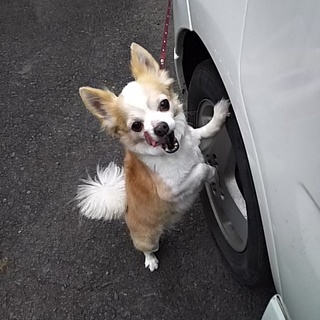 老犬とは言わせません元気印◎