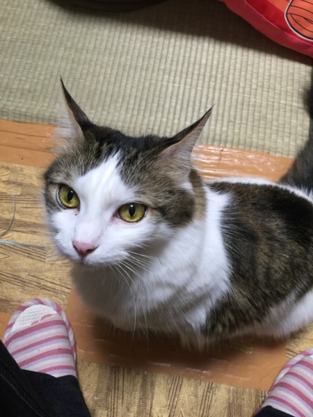 ひな