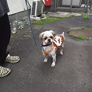 大変人が大好きなシー・ズーです。