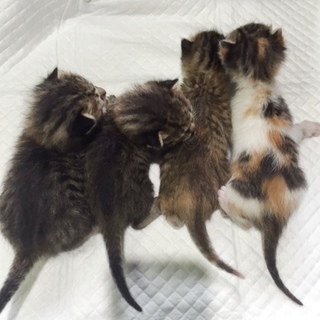 ★一時停止・キジトラ系可愛い子猫★