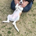 人懐っこいビーグルくん♡