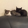 ゆーき1101