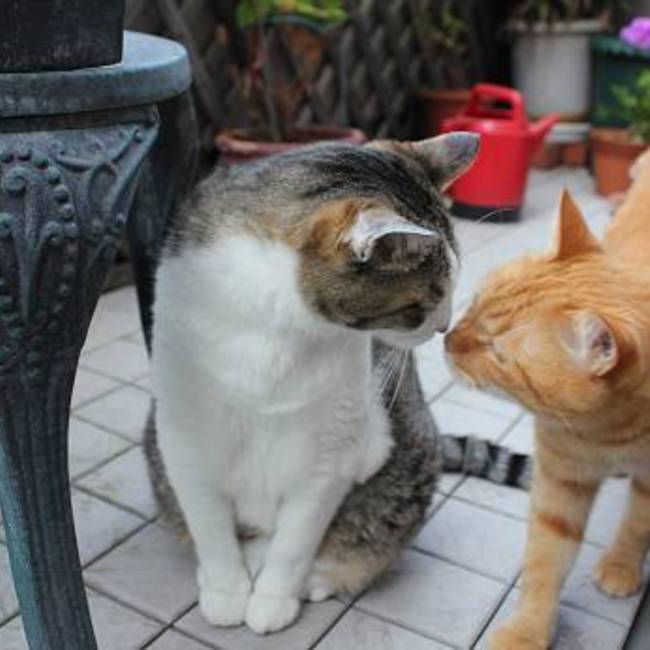 もも^._.^のカバー写真