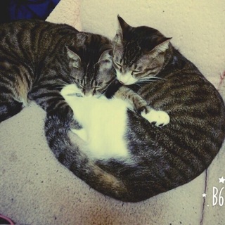 元気で甘えたキジ白2匹