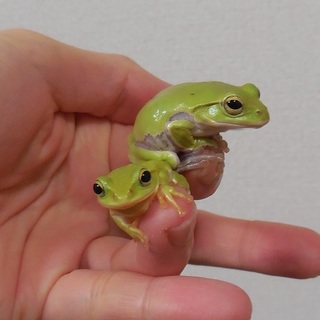 シュレーゲルアオガエルのオス