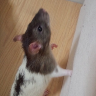 ありがとうございました