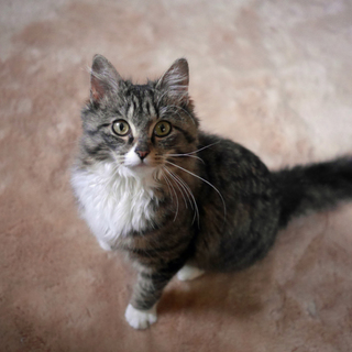 長毛マンチカンmix★甘えんぼで静かな女の子★1歳