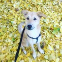 大人しく賢い子です。