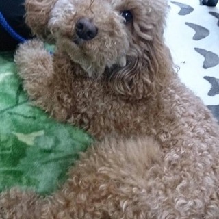 3歳トイプードル男の子