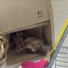 パックstk
