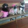 4/30 筑紫野ドックランにパグが集結で１時間ちょいかけて行ってきた　右端がウニですｗ